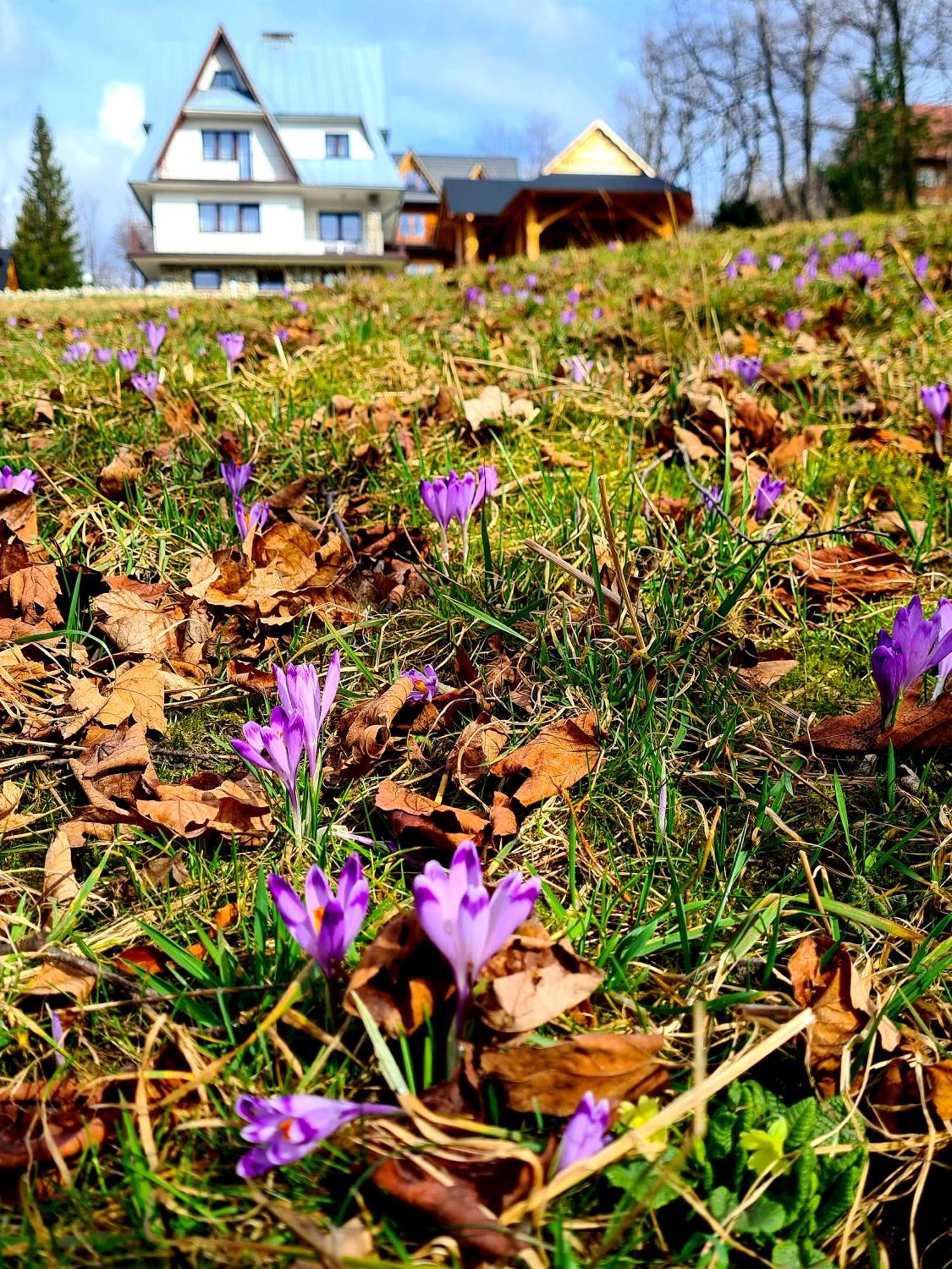Apartamenty Skalna Chata Zakopane Eksteriør bilde